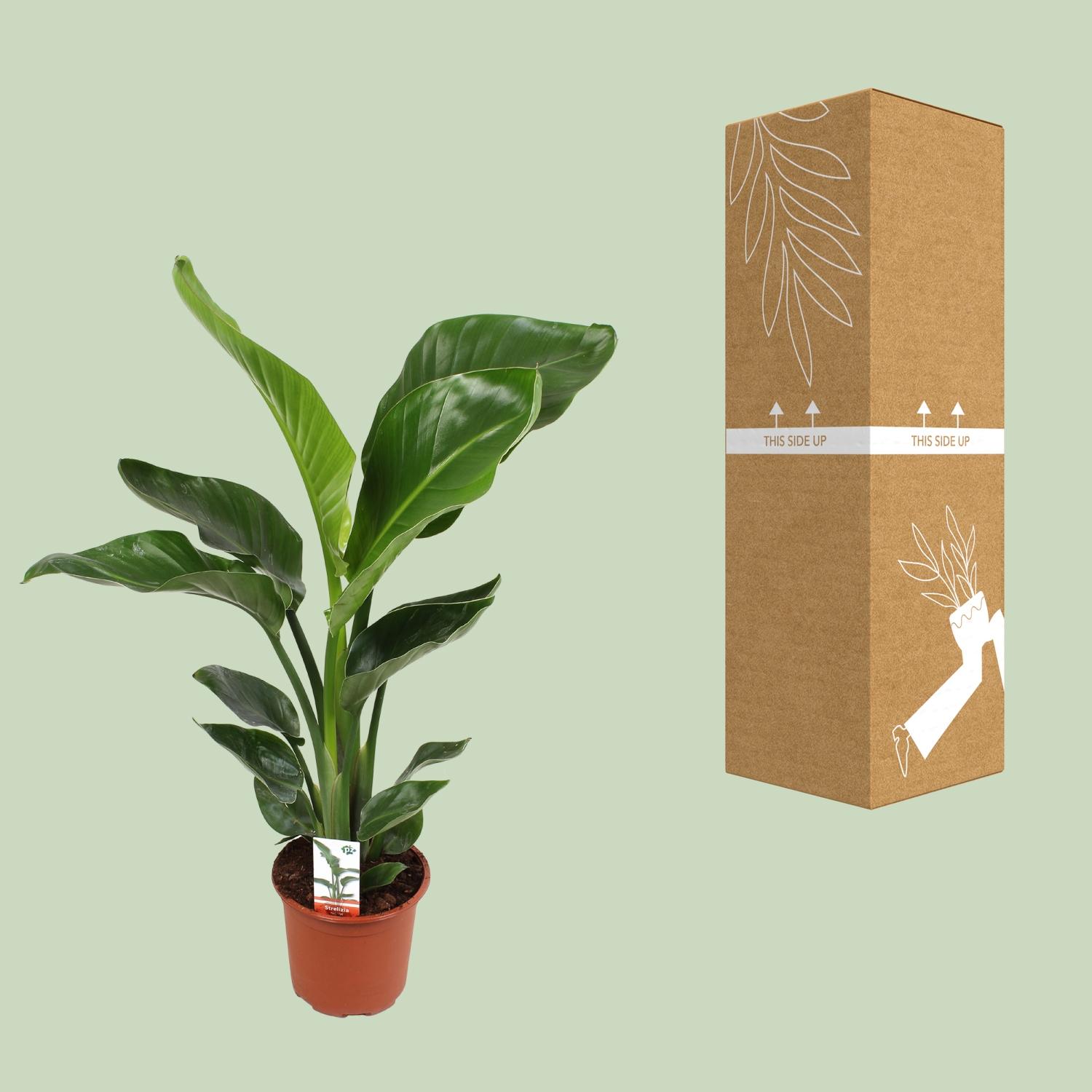Strelitzia Nicolai 17 Cm (23191)