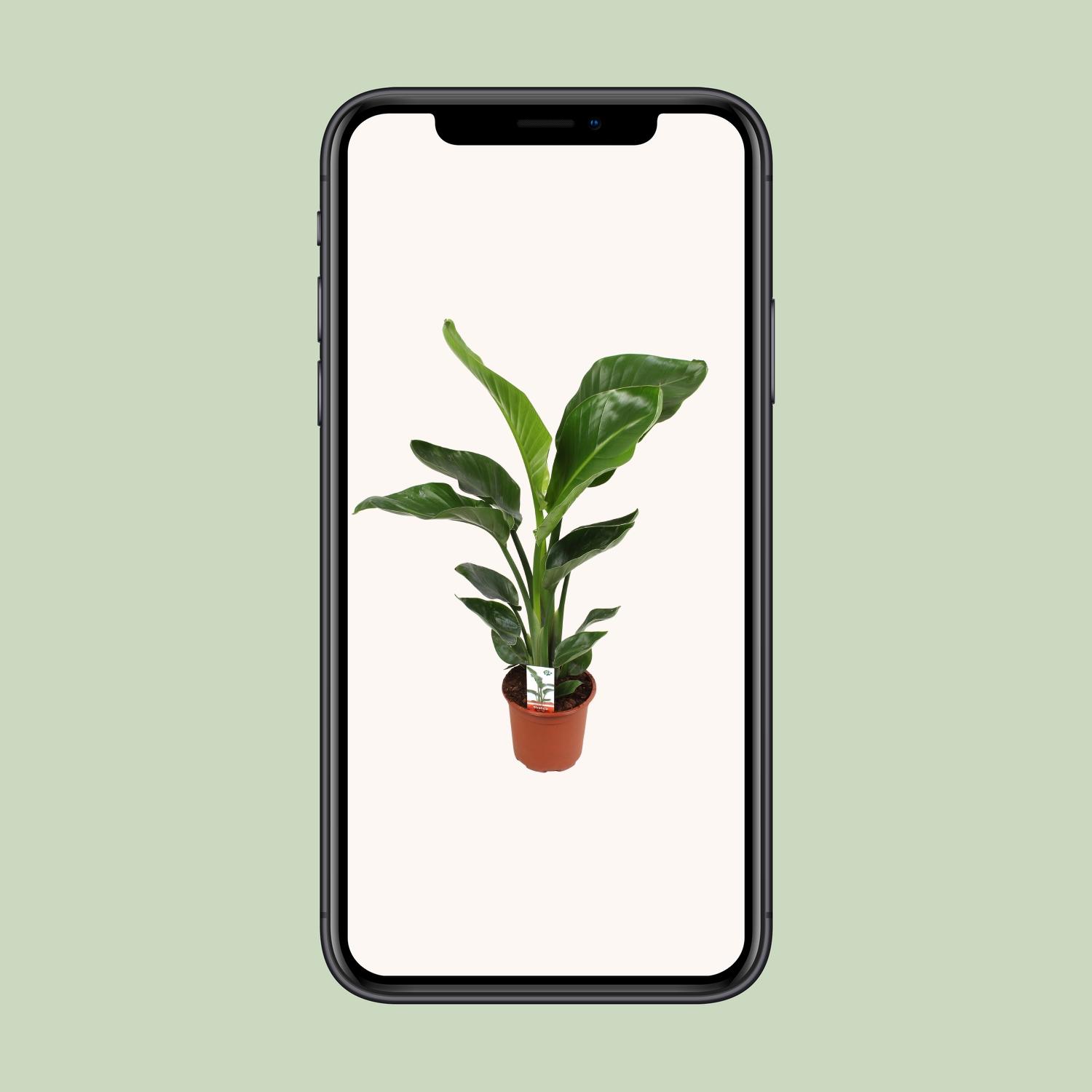Strelitzia Nicolai 17 Cm (23191)