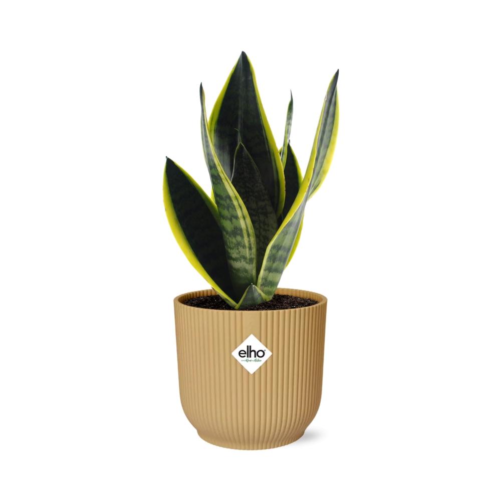 Sansevieria Futura Superba in ELHO Vibes Fold 14cm geel (21792)