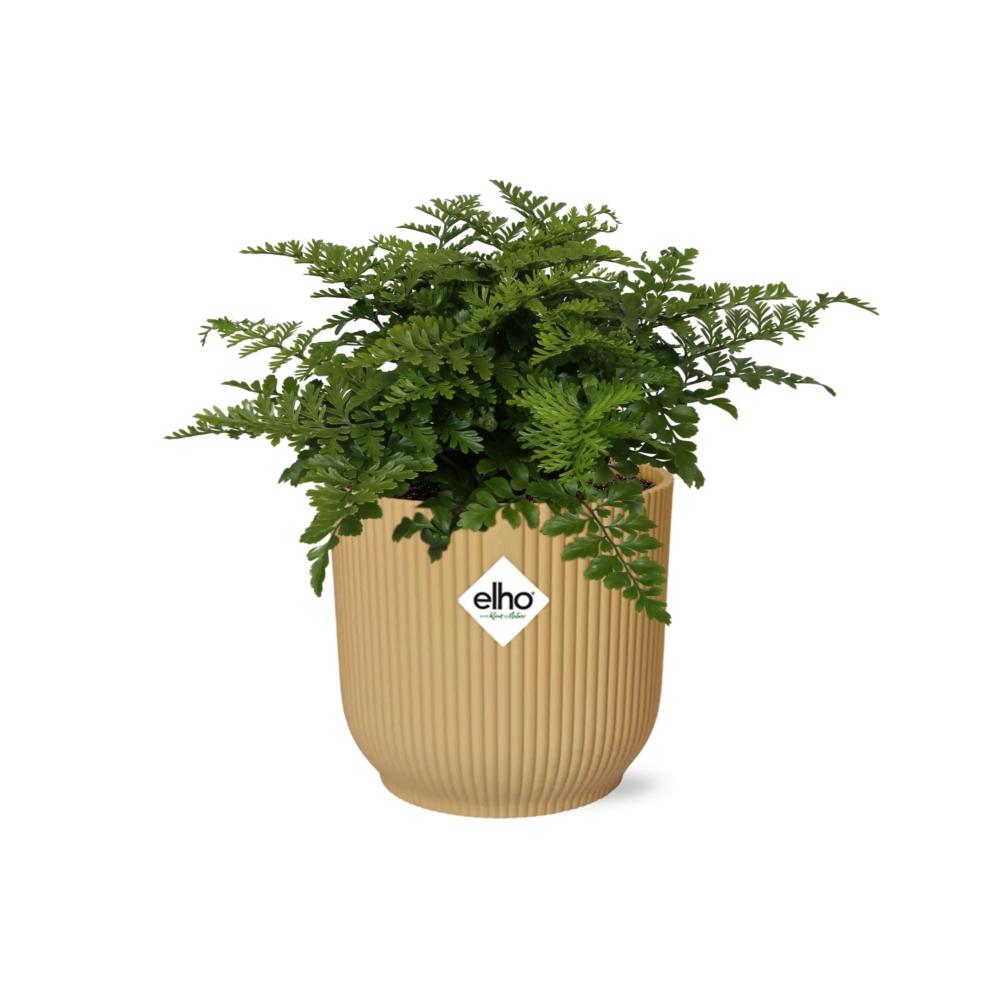 Asplenium Parvati in ELHO Vibes Fold 14cm geel (21791)