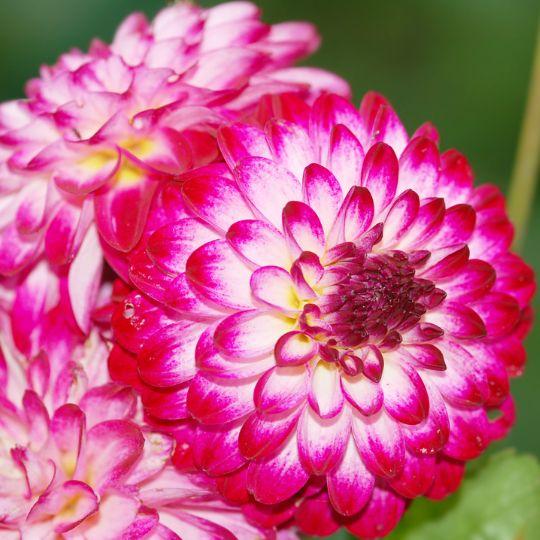 Flowerbulbs amsterdam Mix Outdoor Happiness, 6 Dahlia Little Robert & 6 Dahlia Heatwave knollen voor 2 m² (8720938490798)