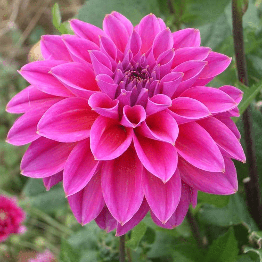 Flowerbulbs amsterdam Mix Gerard's Darlings, 12 Dahlia Natal & 12 Dahlia Blue Bell knollen voor 4 m² (8720938490828)