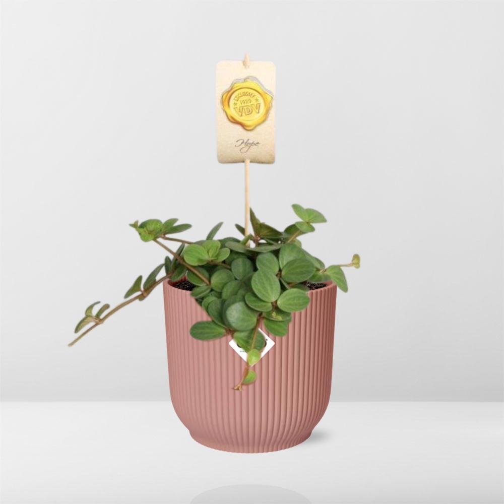Peperomia ‘Hope’ in ELHO Vibes Fold 14cm roze (21794)