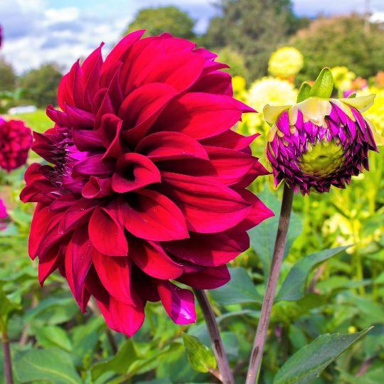 Flowerbulbs amsterdam Mix Outdoor Happiness, 12 Dahlia Little Robert & 12 Dahlia Heatwave knollen voor 4 m² (8720938490804)