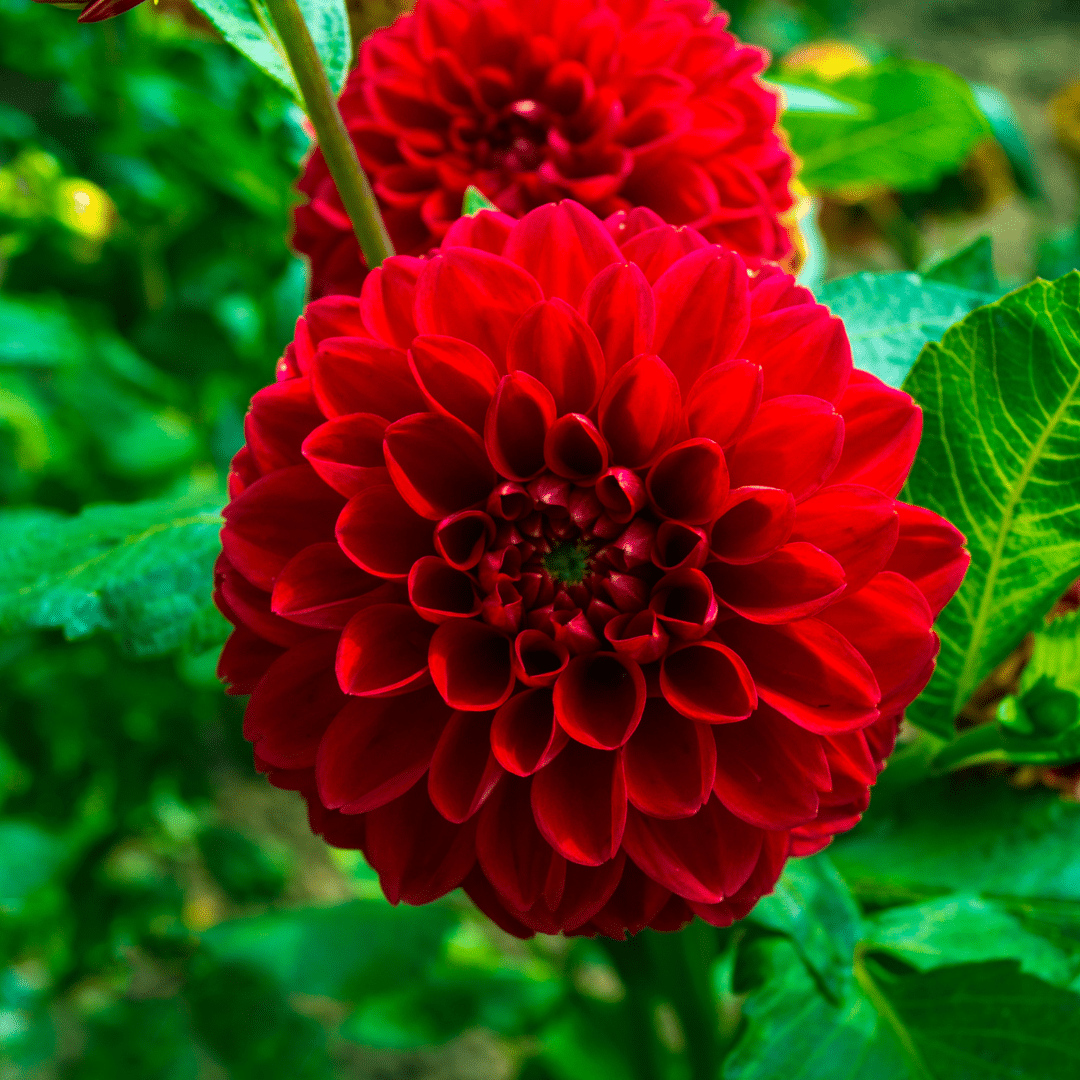 Flowerbulbs amsterdam Luxe Box Medium, set van 4 Dutch dahlia's (8720938490392)