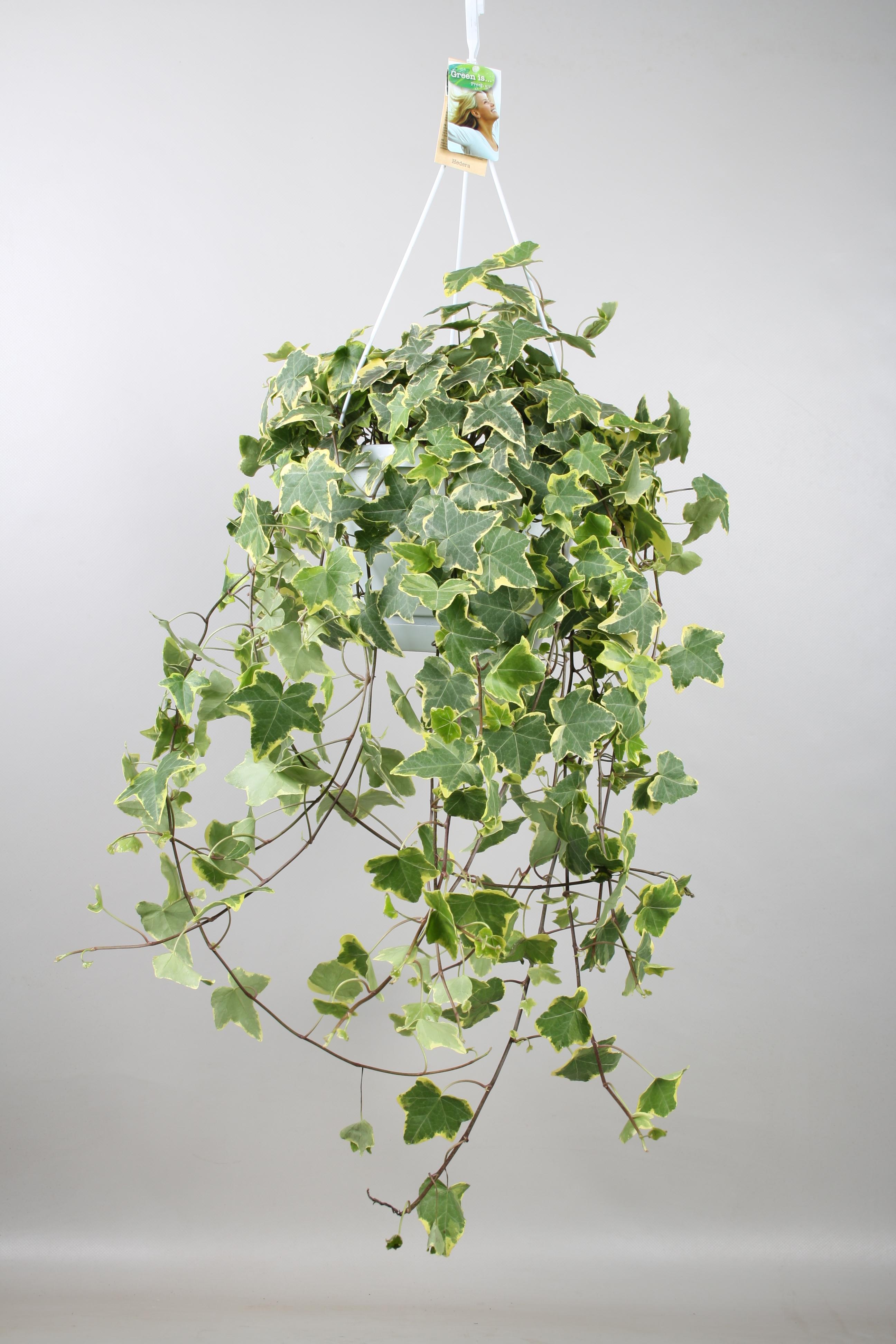 Hedera Helix Gold Child - Hang/XXL - Ø24cm - ↕cm (33024)