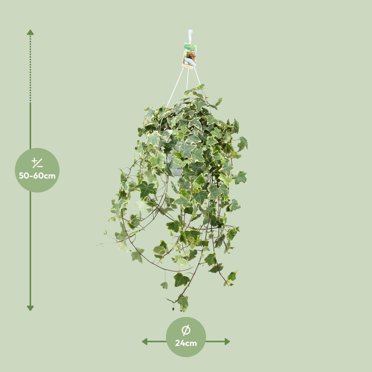 Hedera Helix Gold Child - Hang/XXL - Ø24cm - ↕cm (33024)