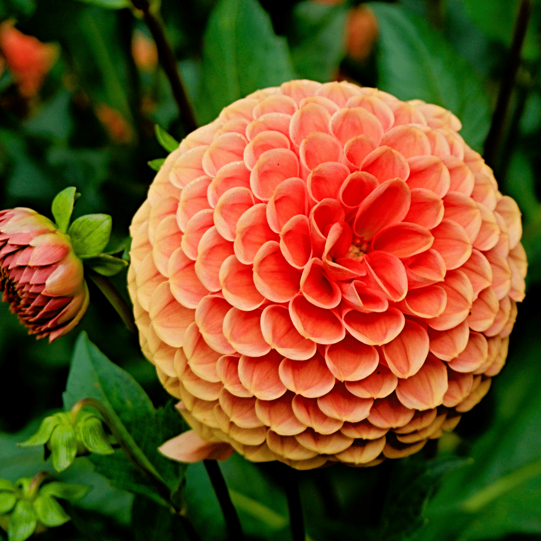 Flowerbulbs amsterdam Luxe Box Large, set van 6 Dutch dahlia's (8720938490385)