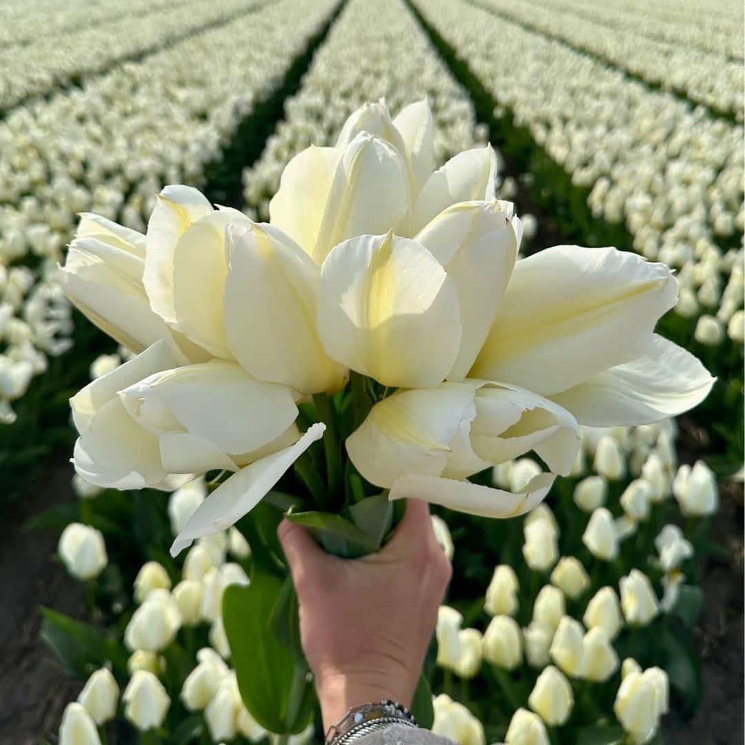 Flowerbulbs amsterdam Super Holland Mix - Duurzame voordeelzak, 100 bloembollen voor 2,5 m2 bloemenpracht - Maat 12+ (8720938490903)