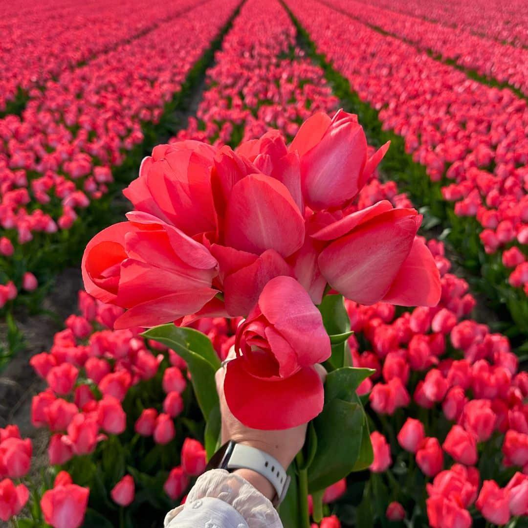 Flowerbulbs amsterdam Super Holland Mix - Duurzame voordeelzak, 100 bloembollen voor 2,5 m2 bloemenpracht - Maat 12+ (8720938490903)