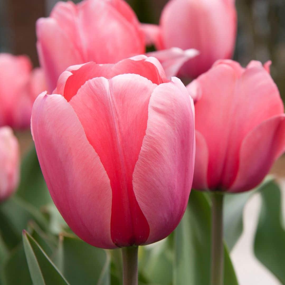 Flowerbulbs amsterdam Super Lasting Wild Mix - Duurzame voordeelzak, 100 bloembollen voor 2,5 m2 bloemenpracht (8720938490927)