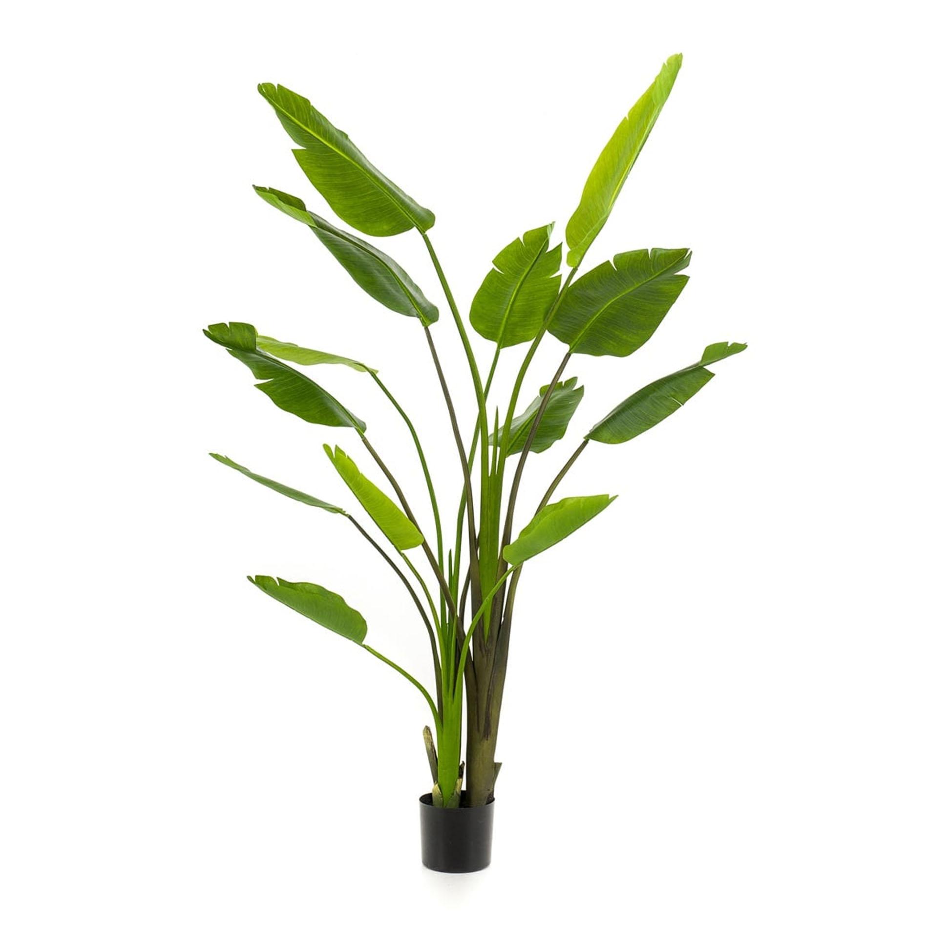 Strelitzia nicolai - 180 cm - In zwarte pot - Kunstplant (8714344333350)