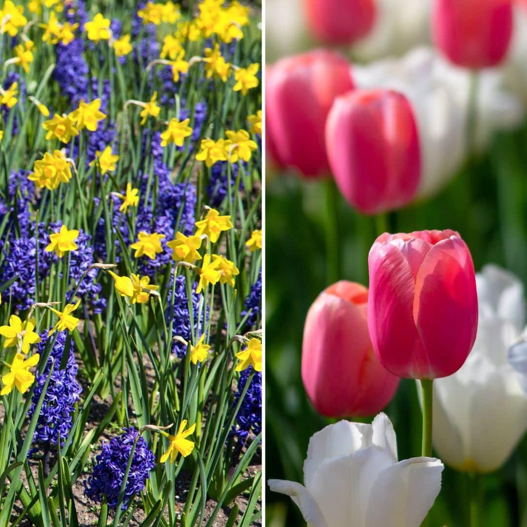 Flowerbulbs amsterdam Medium Holland Mix - Duurzame voordeelzak, 50 bloembollen voor 1 m2 bloemenpracht - Maat 12+ (8720938490897)