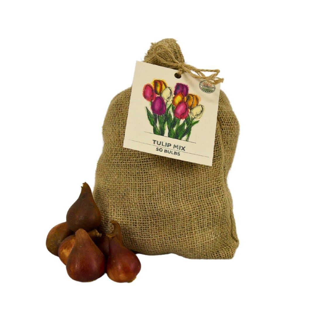 Flowerbulbs amsterdam Medium Tulip Mix - Duurzame voordeelzak, 50 bloembollen voor 1 m2 bloemenpracht - Maat 12+ (8720938490859)