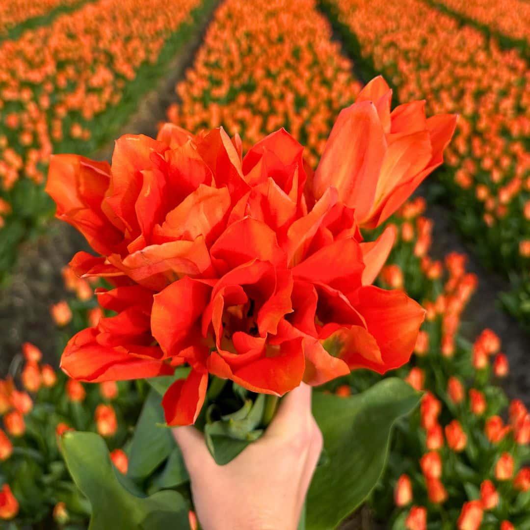 Flowerbulbs amsterdam Medium Tulip Mix - Duurzame voordeelzak, 50 bloembollen voor 1 m2 bloemenpracht - Maat 12+ (8720938490859)