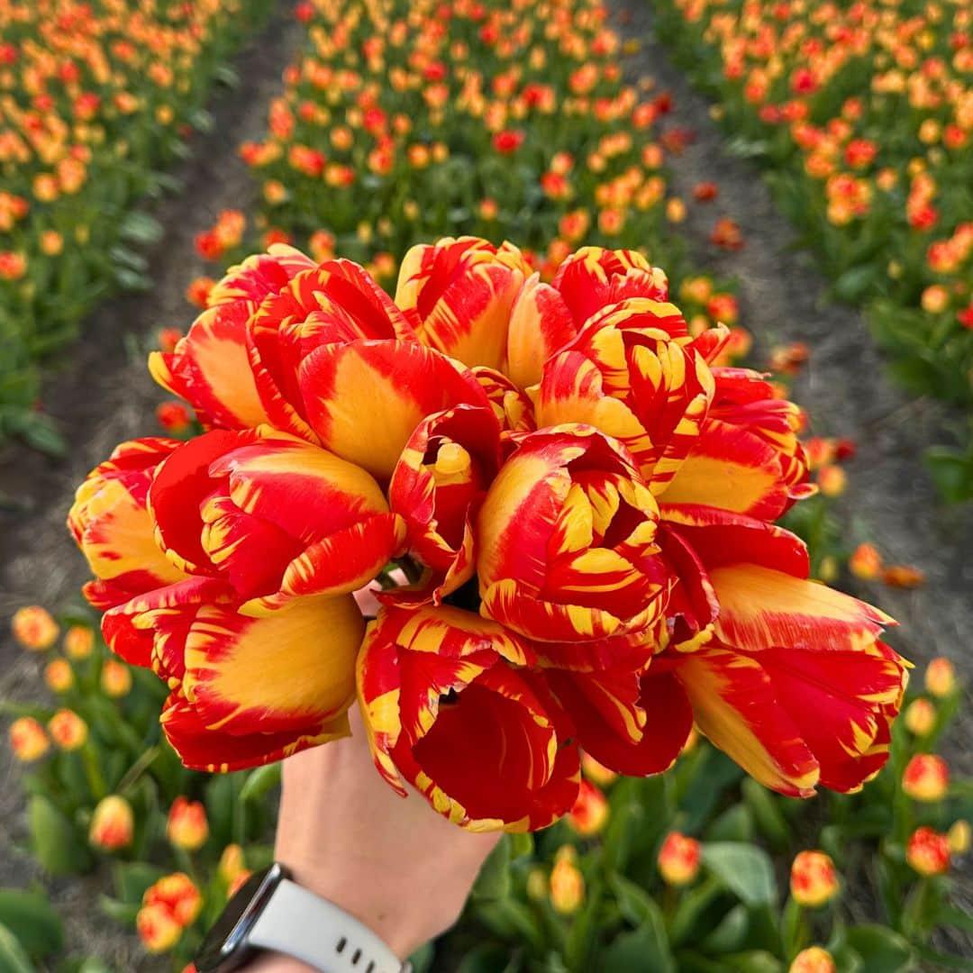 Flowerbulbs amsterdam Super Tulip Mix - Duurzame voordeelzak, 100 bloembollen voor 2,5 m2 bloemenpracht - Maat 12+ (8720938490866)