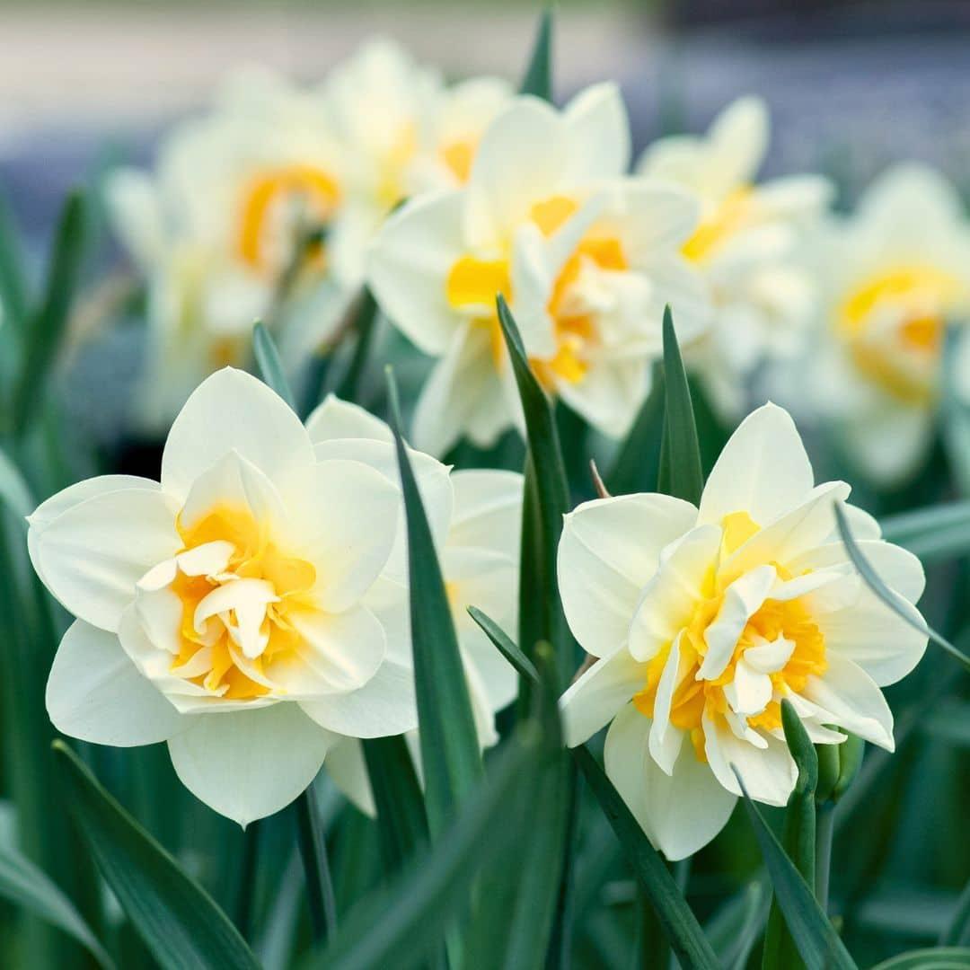 Flowerbulbs amsterdam Dutch Flower Mix - Luxe box medium, 40 bloembollen voor 1 m2 bloemenpracht - Maat 12+ (8720938490170)
