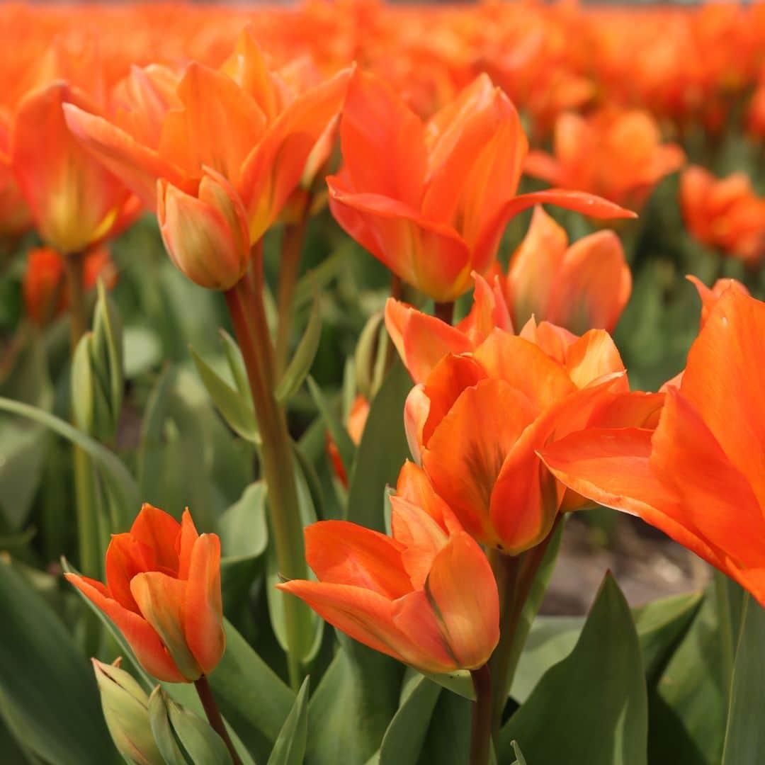 Flowerbulbs amsterdam Dutch Flower Mix - Luxe box large, 75 bloembollen voor 2 m2 bloemenpracht - Maat 12+ (8720938490194)