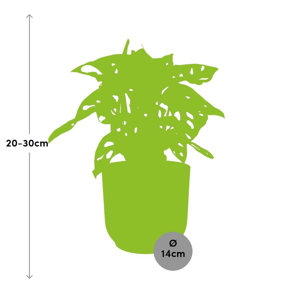 Monstera ‘Monkey Leaf’ in ELHO Vibes Fold 14cm roze (21728)