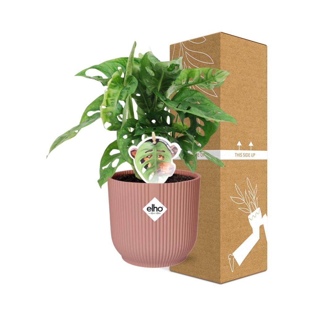 Monstera ‘Monkey Leaf’ in ELHO Vibes Fold 14cm roze (21728)