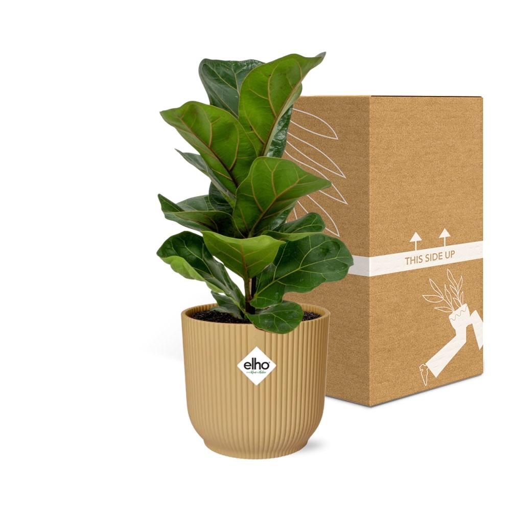 Ficus Lyrata ‘Bambino’ in ELHO Vibes Fold 14cm geel (21699)