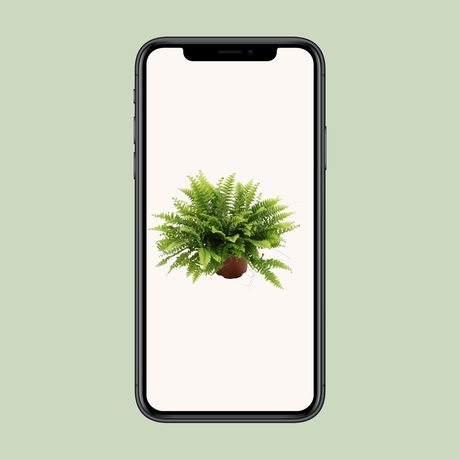 Nephrolepis Boston Green Moment (25551)