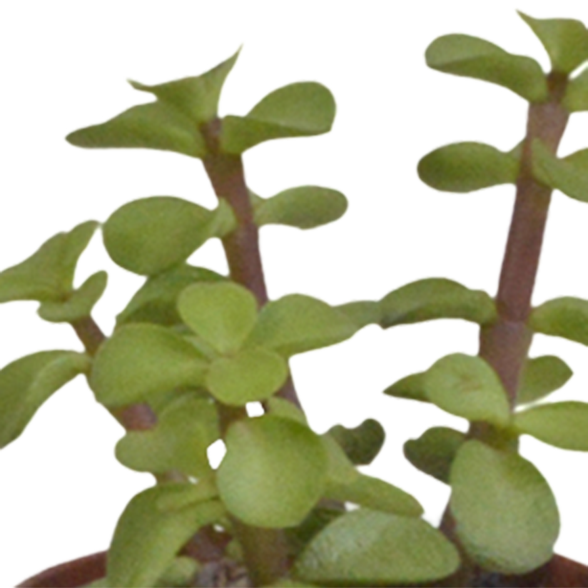 House of cactus Vetplanten mix 5.5 cm - 5x - in witte pot (8720618070111)