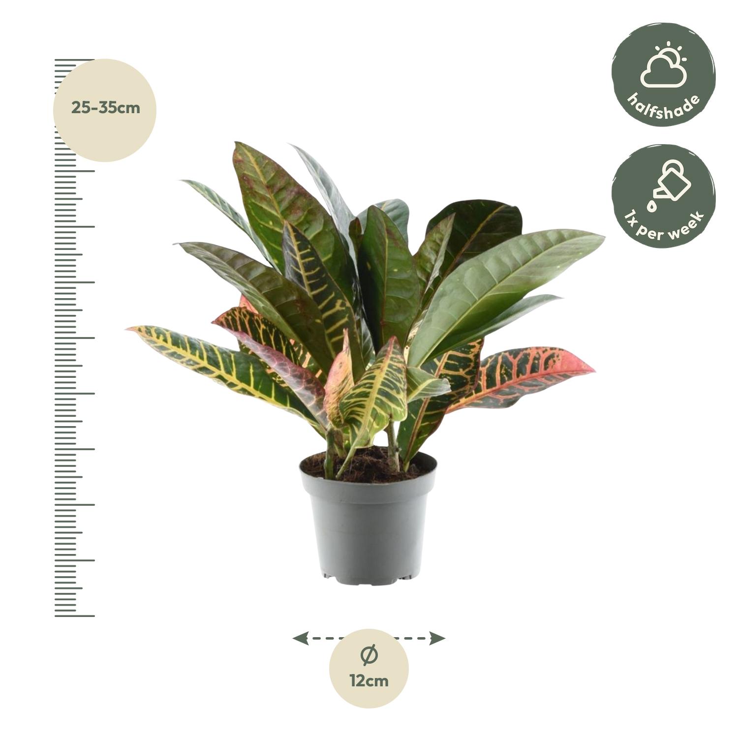 Codiaeum variegatum 'Petra' - 30 cm - ø12 (8721081685208)