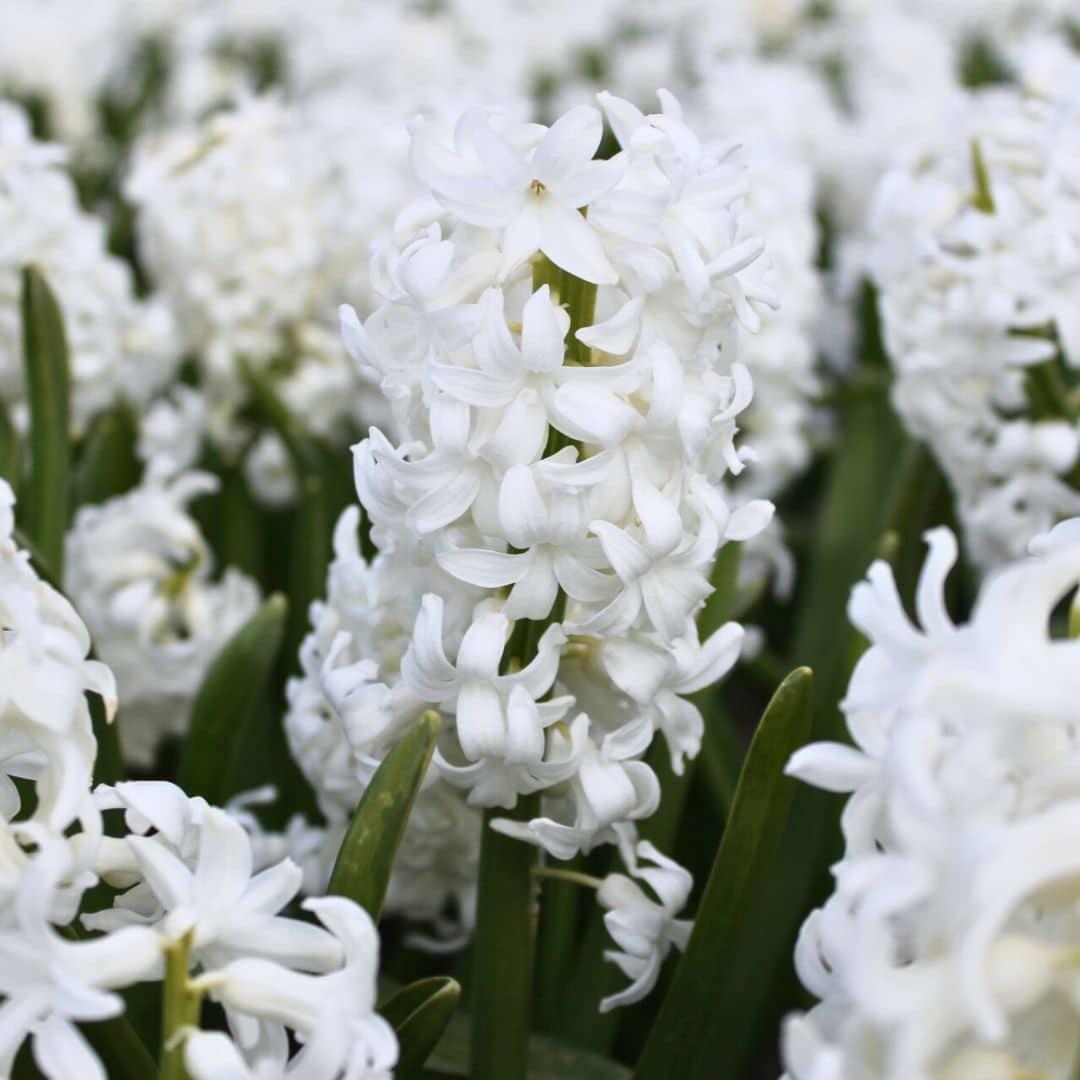 Flowerbulbs amsterdam Hyacint Show Off - 30 bloembollen voor 1 m2 bloemenpracht - Maat 14/15 (8720938490279)