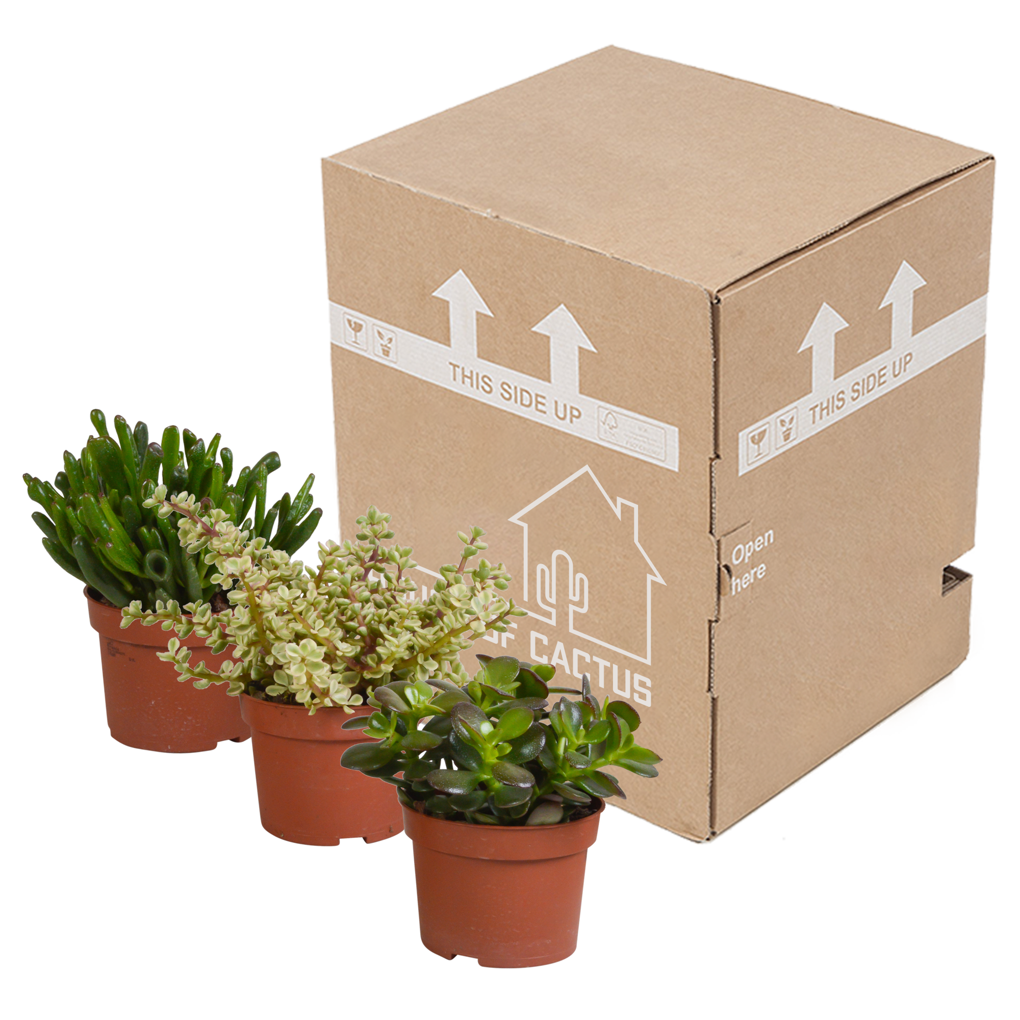 House of cactus Crassula mix 10,5 cm - 3x - zonder pot (8720387961450)