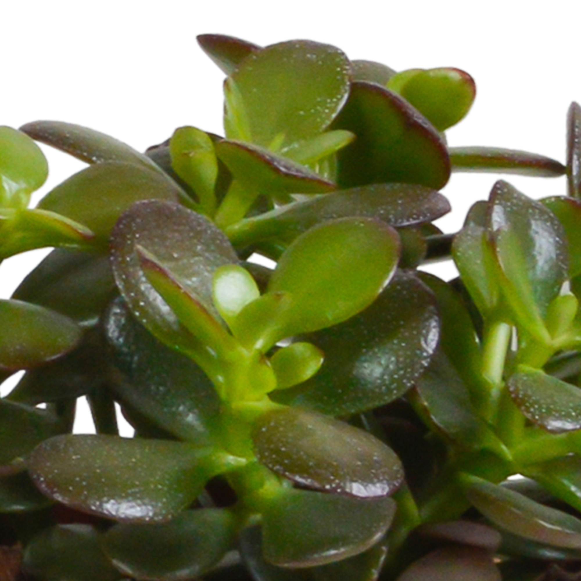 House of cactus Crassula mix 10,5 cm - 3x - zonder pot (8720387961450)
