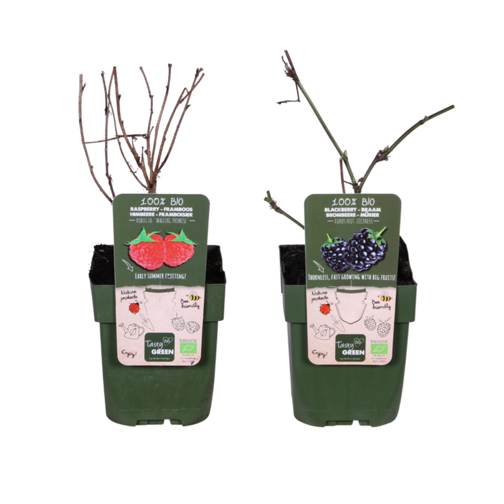 Hoogeveen Bramen en Framboos mix - Rubus idaeus Lochness Bio + Rubus ideaus Malling Promise Bio (29407)