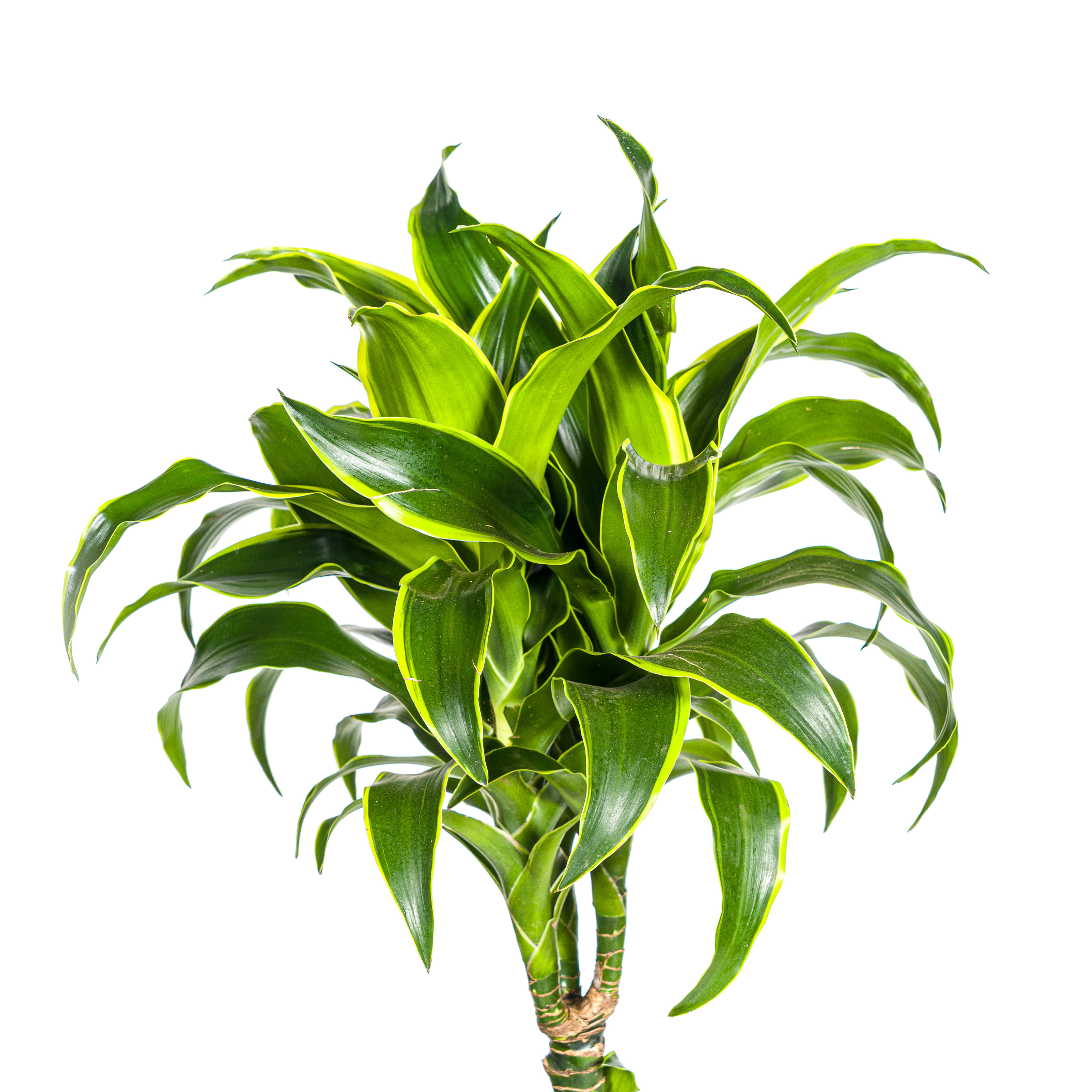Dracaena Deremensis Dorado Ø24cm - ↕120 (4250308312701)
