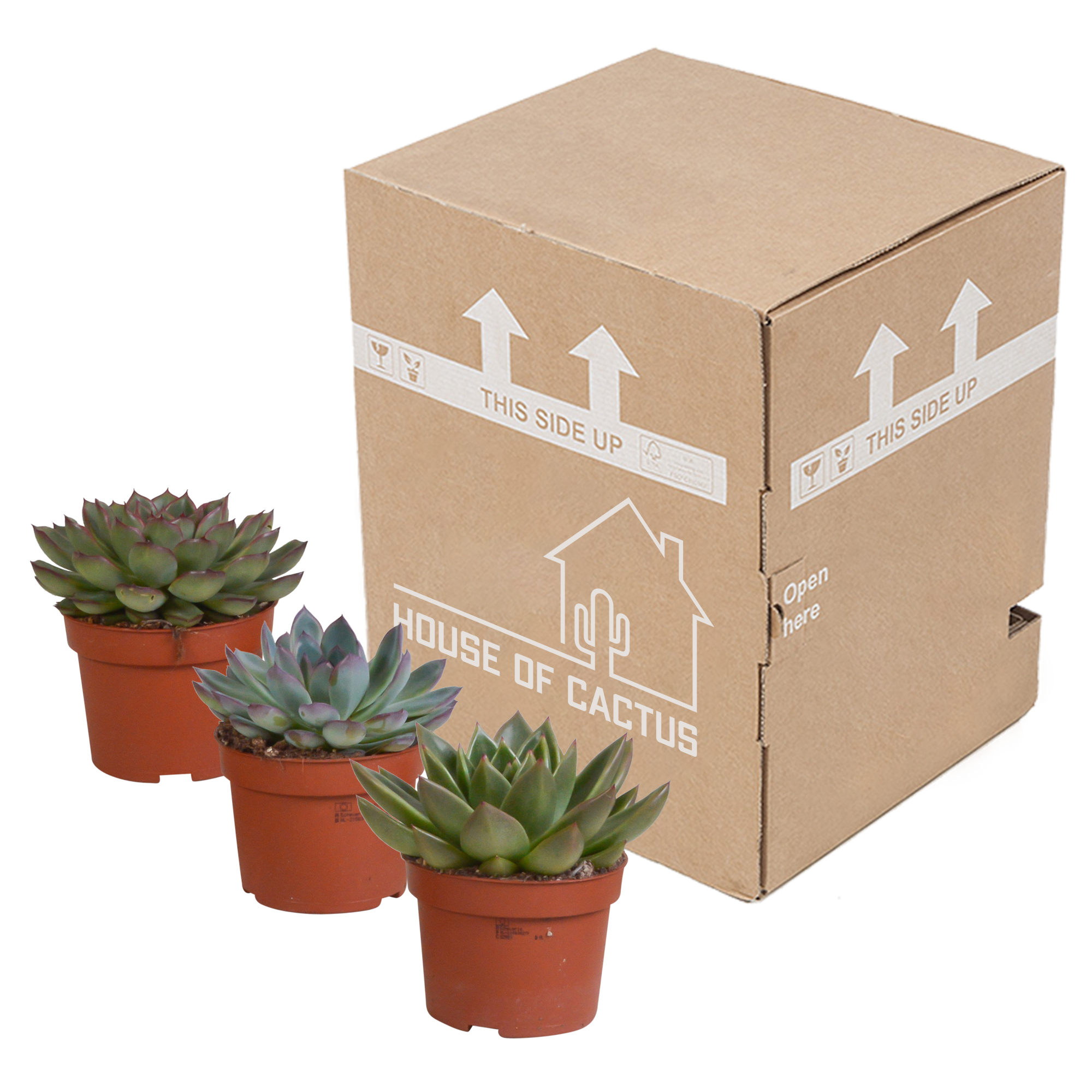 House of cactus Echeveria mix 10.5 cm - 3x - zonder pot (8720387961498)