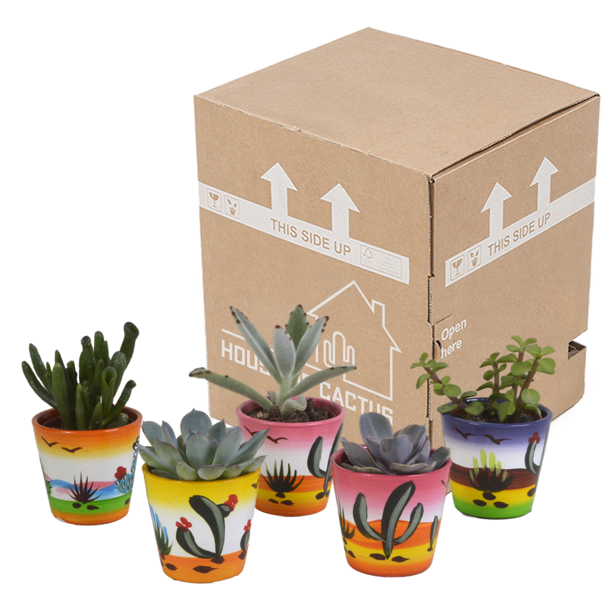 House of cactus Vetplanten mix 5.5 cm - 5x - in Mexicaanse pot (8720387961085)