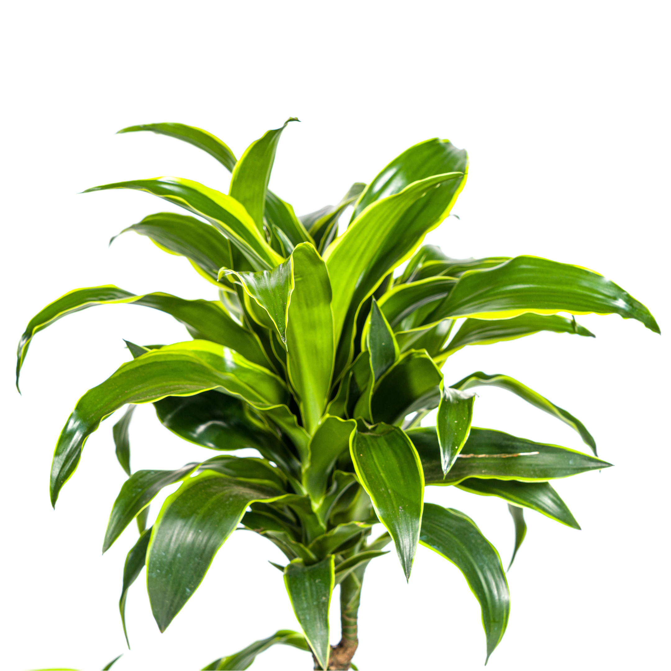 Dracaena Deremensis Dorado Ø21cm - ↕100 (4250308312695)