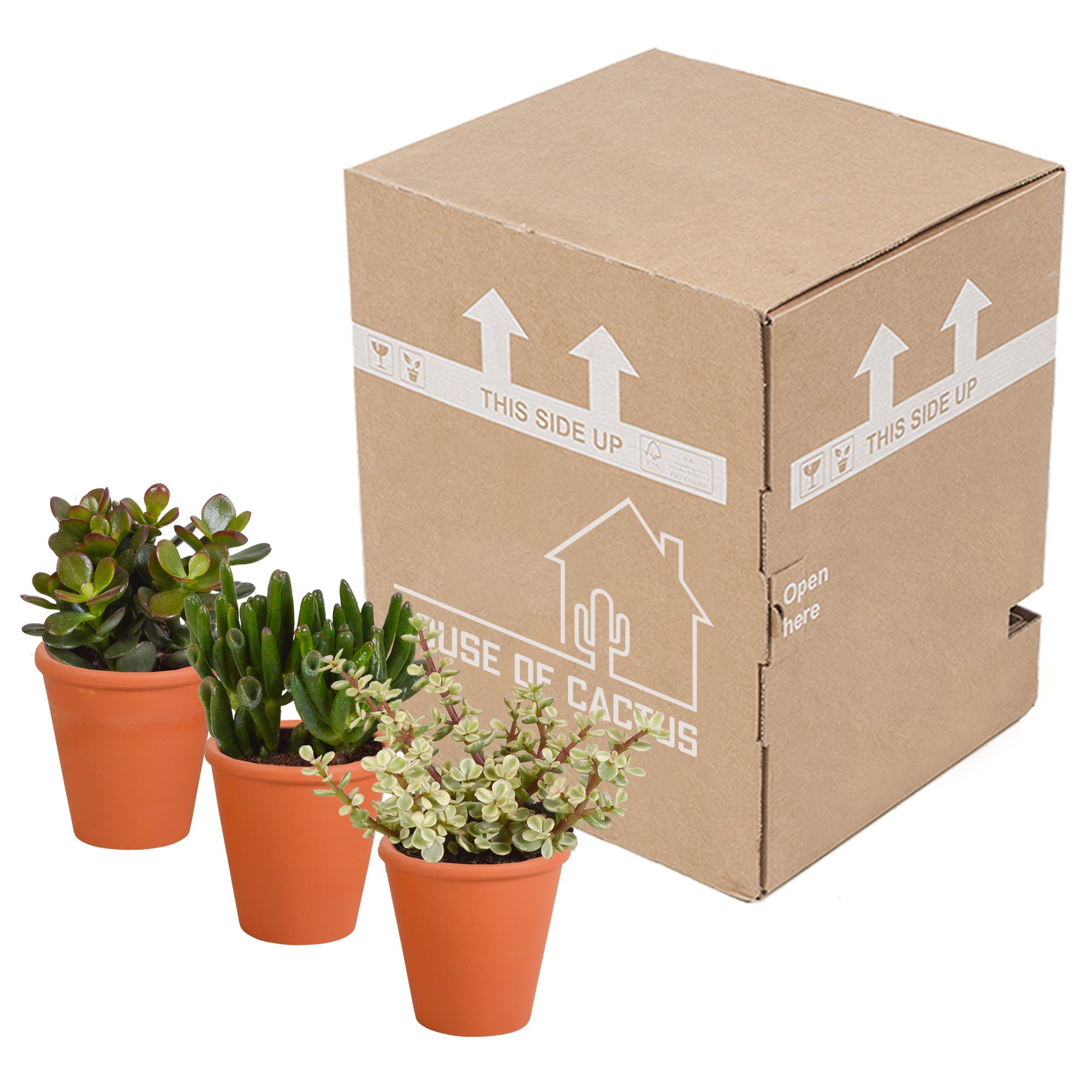 House of cactus Crassula mix 8.5 cm - 3x - in terracotta pot (8720387961276)