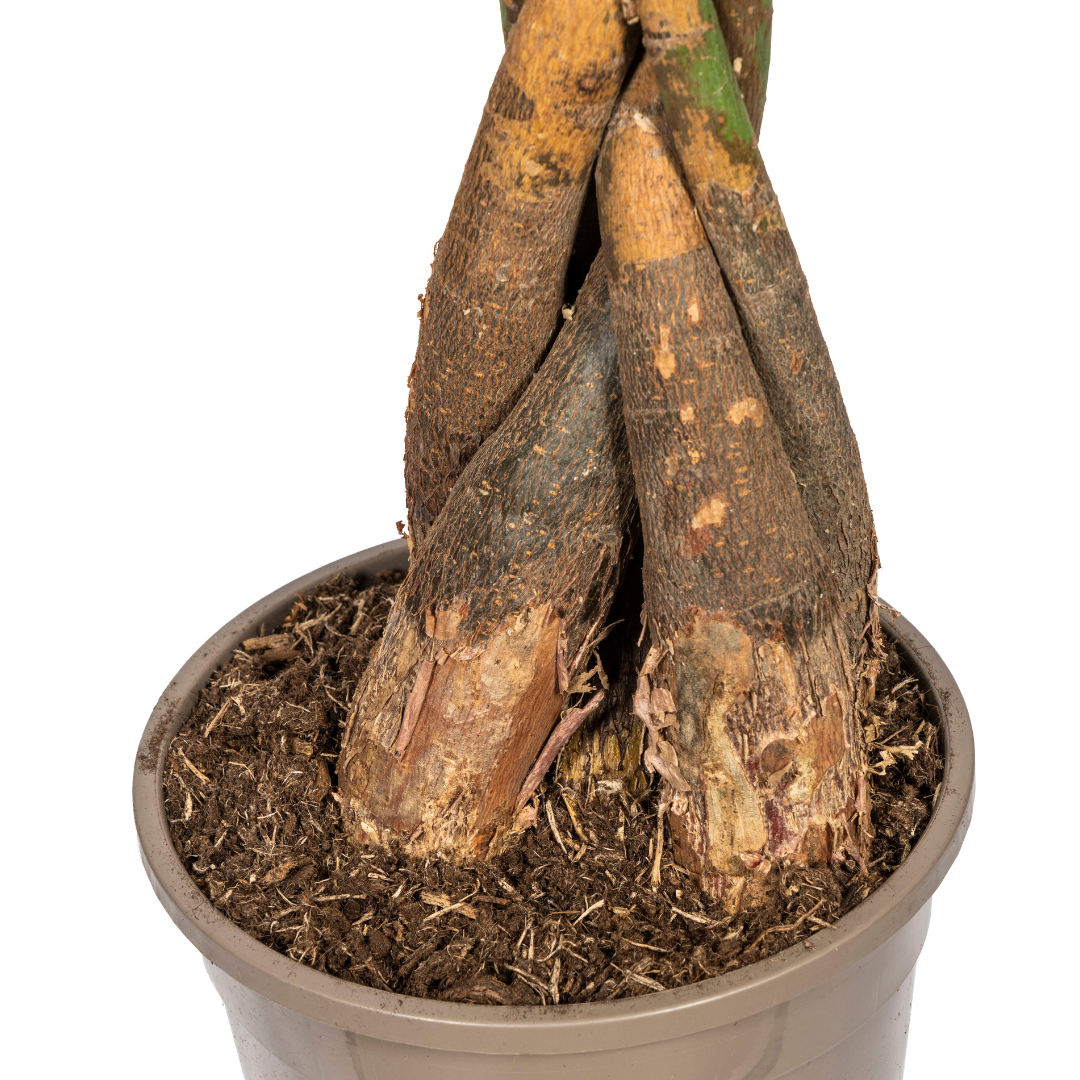 Pachira Aquatica Ø24cm - ↕120 (4250308315269)