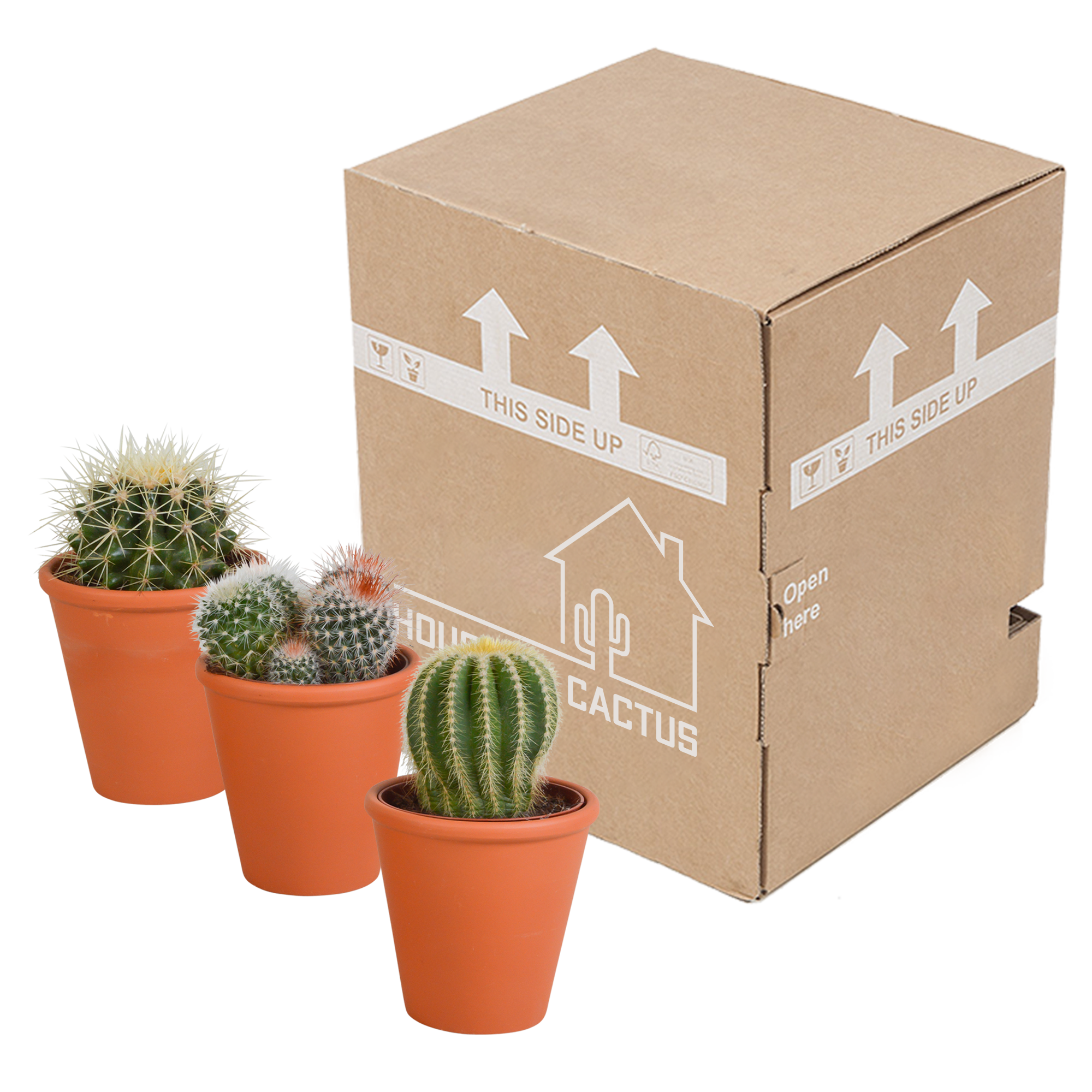 House of cactus Bolcactus mix 8,5 cm | 3 stuks - in terracotta pot (8720387961238)