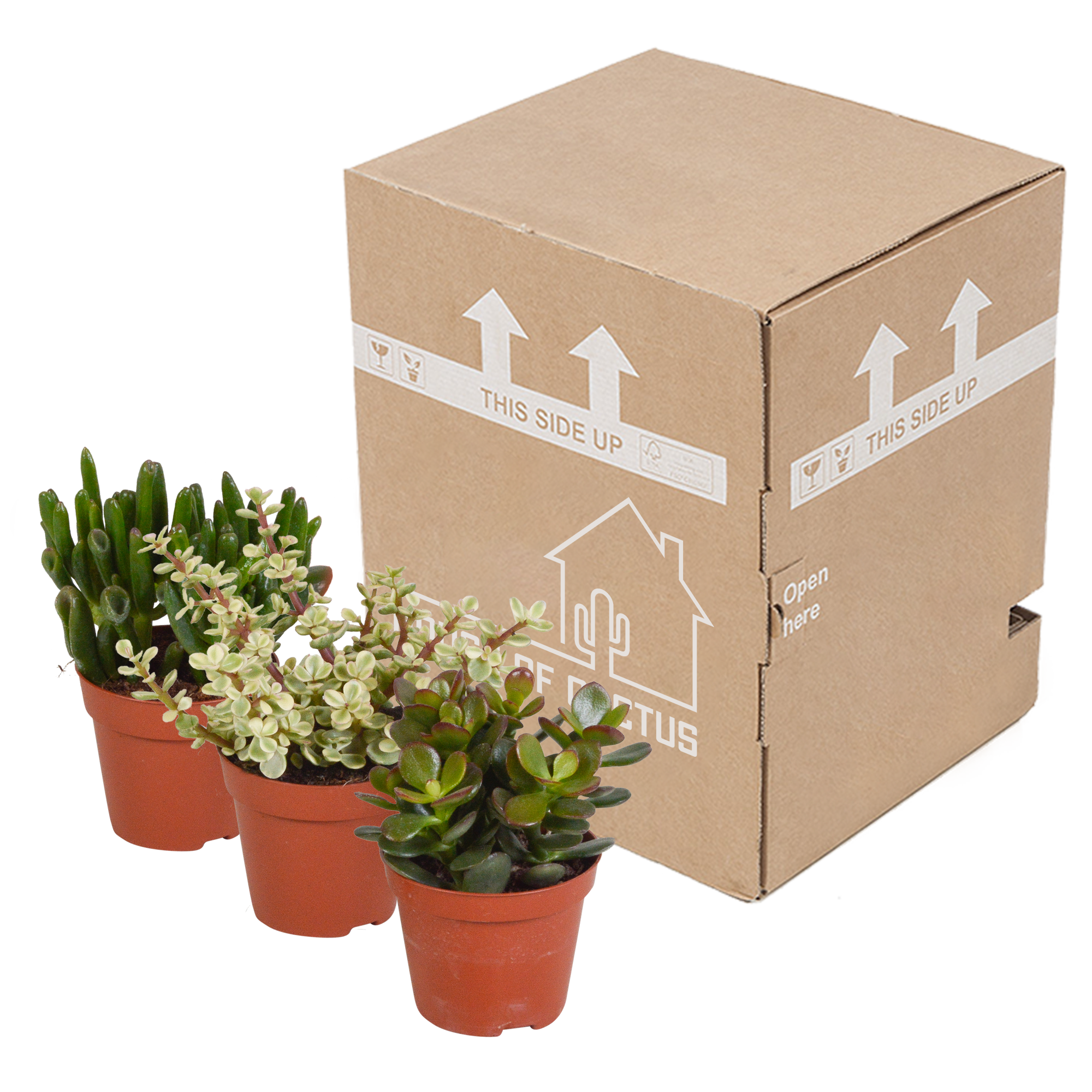 House of cactus Crassula mix 8.5 cm - zonder pot - 3x (8720387961252)