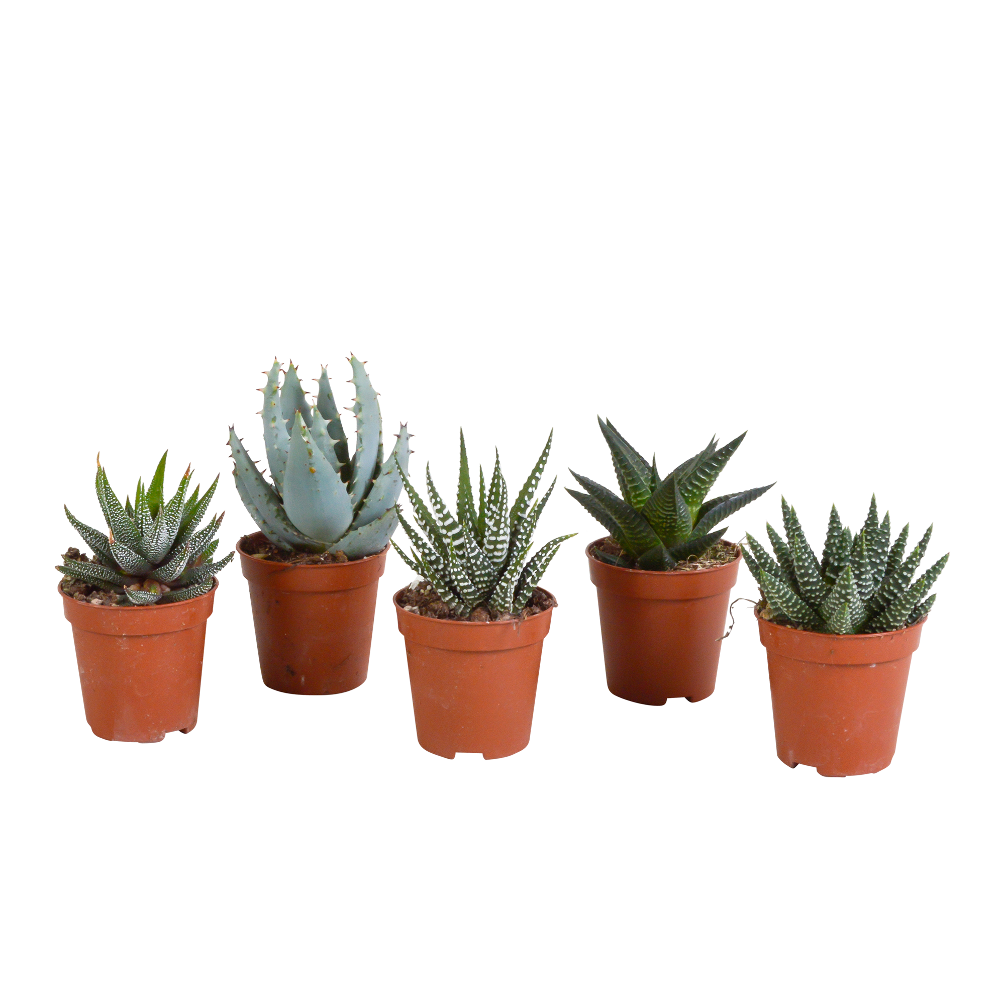 House of cactus Gasteria/Haworthia mix 5,5cm - zonder pot - 5x (8720387961092)