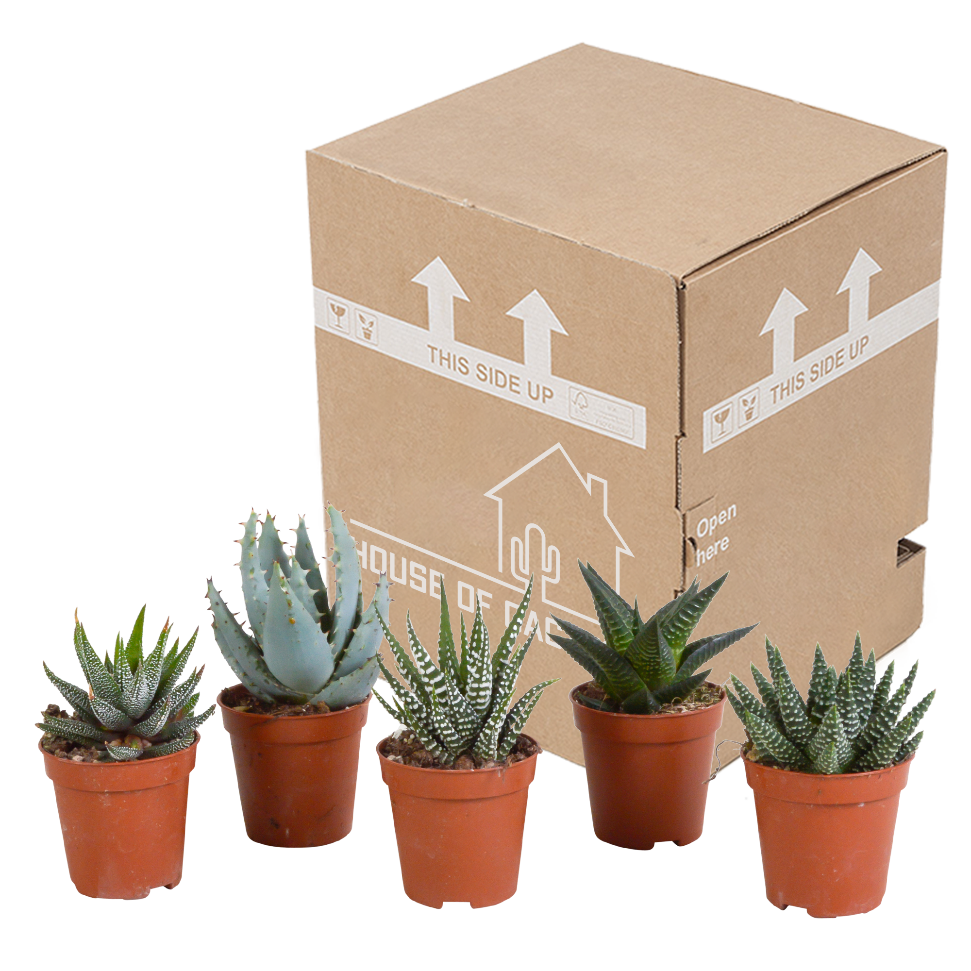 House of cactus Gasteria/Haworthia mix 5,5cm - zonder pot - 5x (8720387961092)