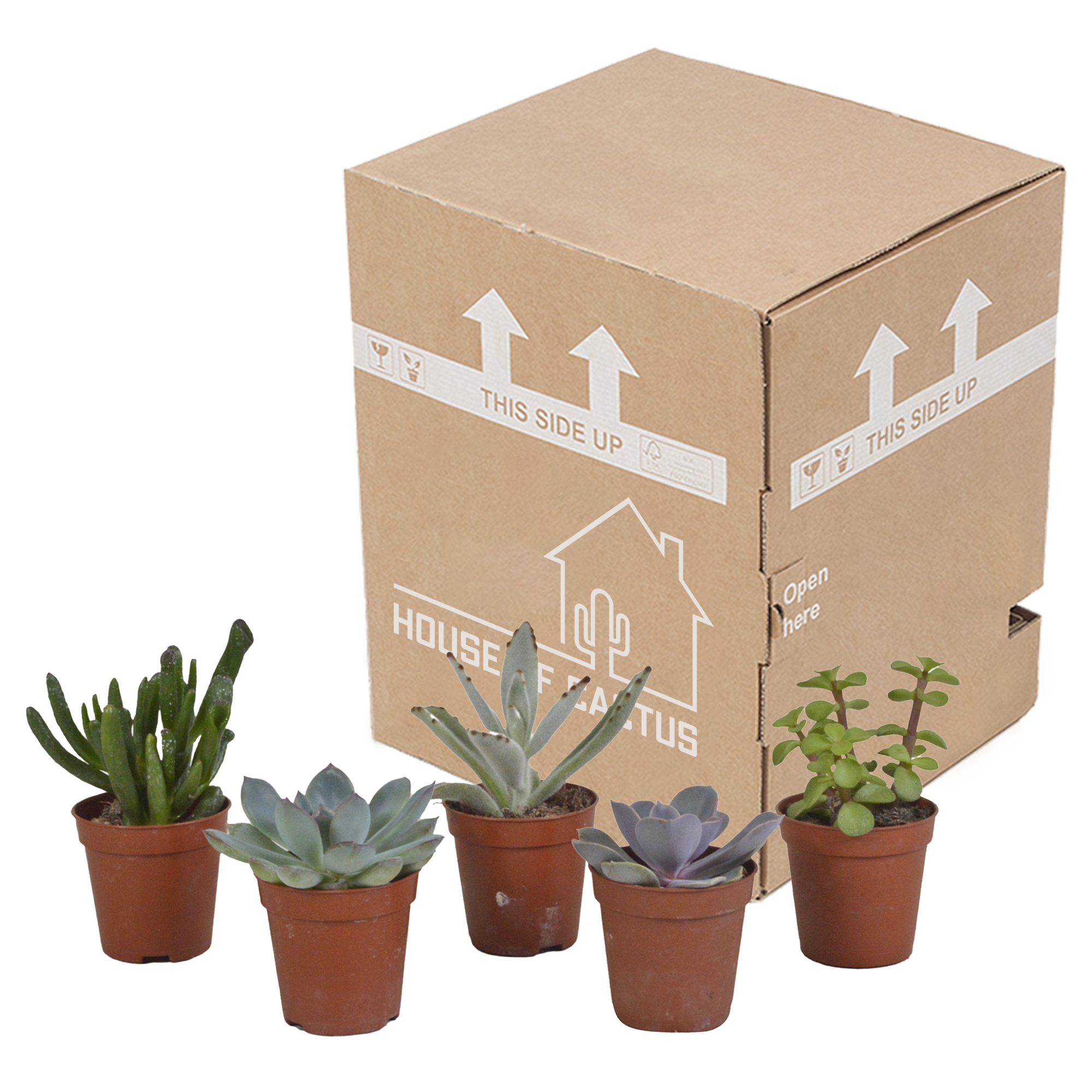 House of cactus Vetplanten mix 5.5 cm - 5x - zonder pot (8720387961054)