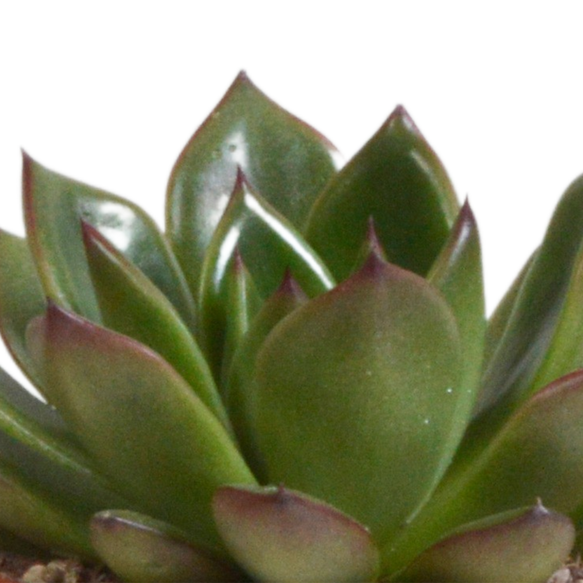 House of cactus Echeveria mix 8.5 cm - 3x - in terracotta pot (8720387961313)