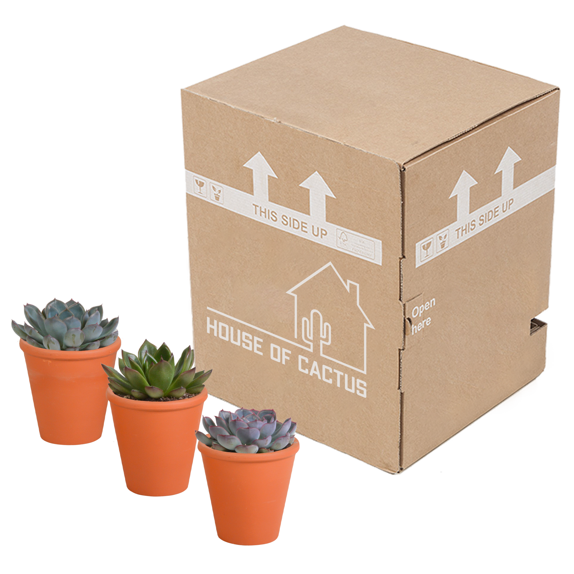 House of cactus Echeveria mix 8.5 cm - 3x - in terracotta pot (8720387961313)