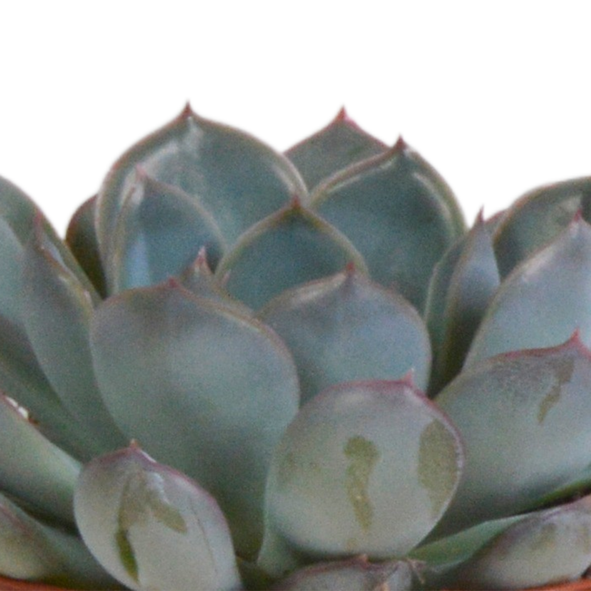 House of cactus Echeveria mix 8.5 cm - 3x - in terracotta pot (8720387961313)
