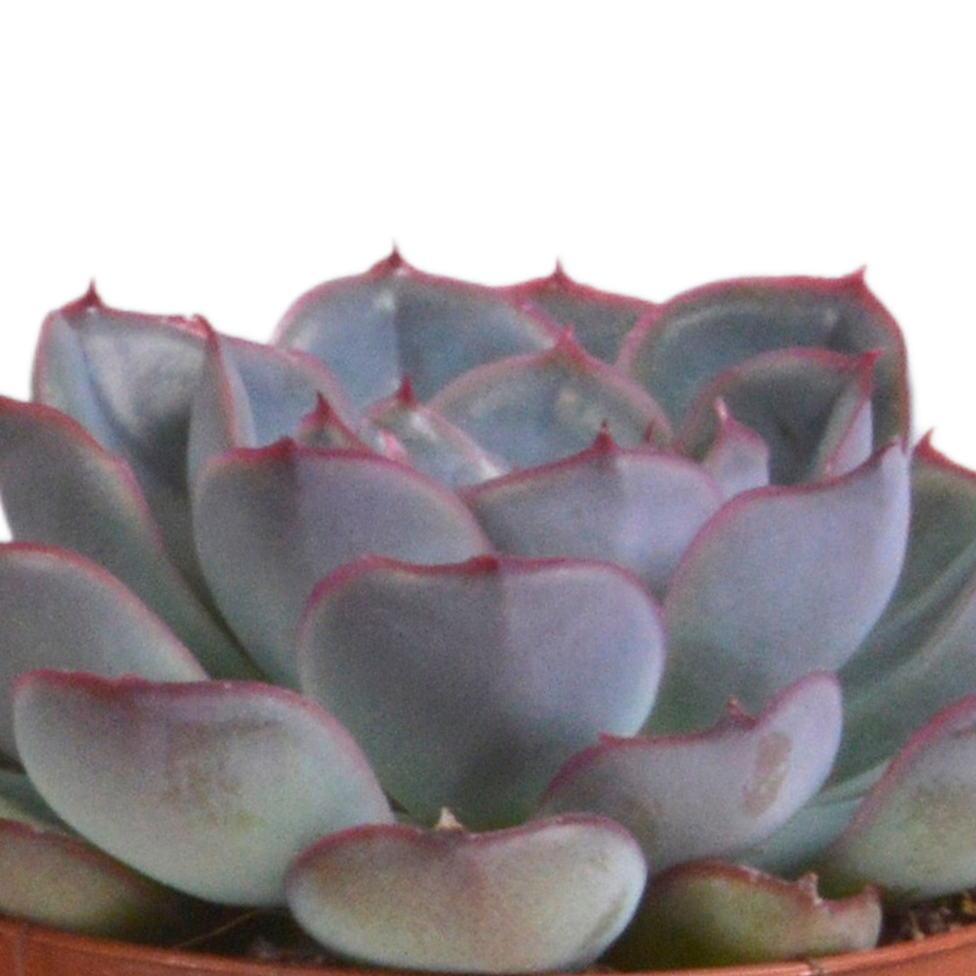 House of cactus Echeveria mix 8.5 cm - 3x - in terracotta pot (8720387961313)