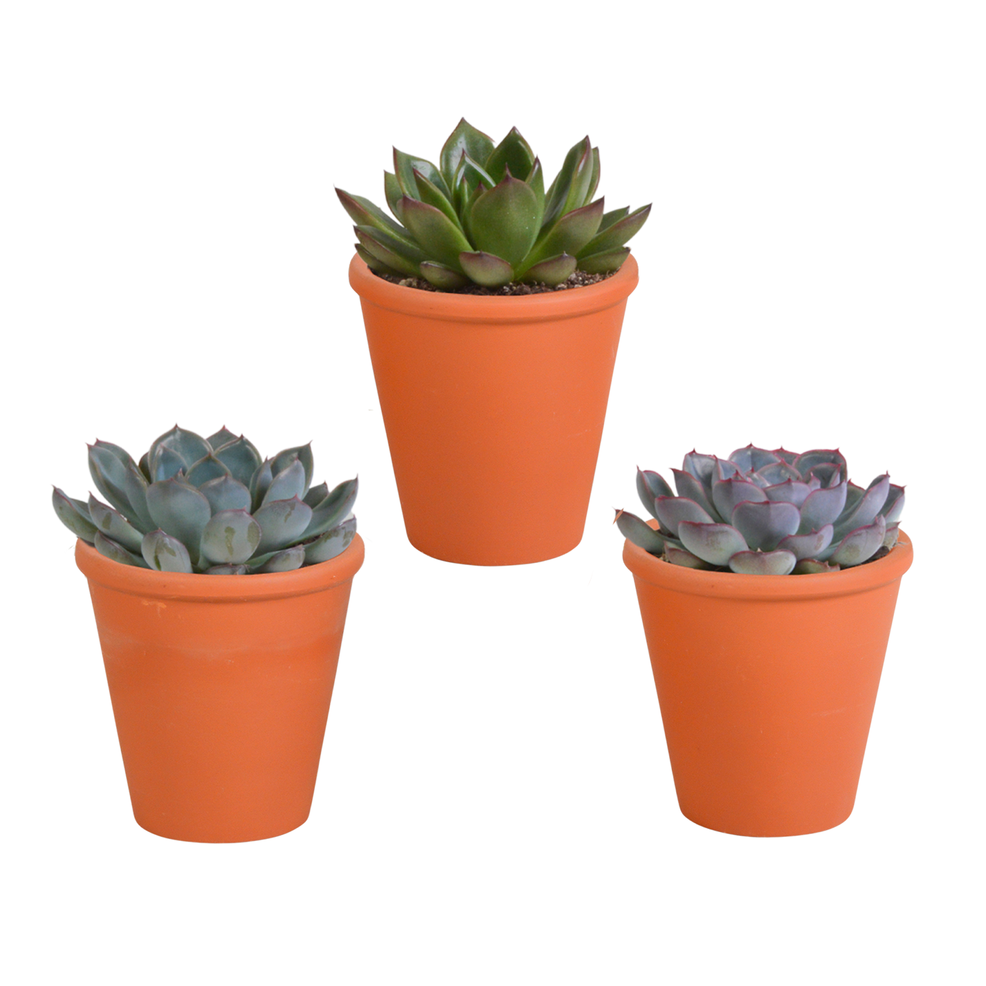 House of cactus Echeveria mix 8.5 cm - 3x - in terracotta pot (8720387961313)
