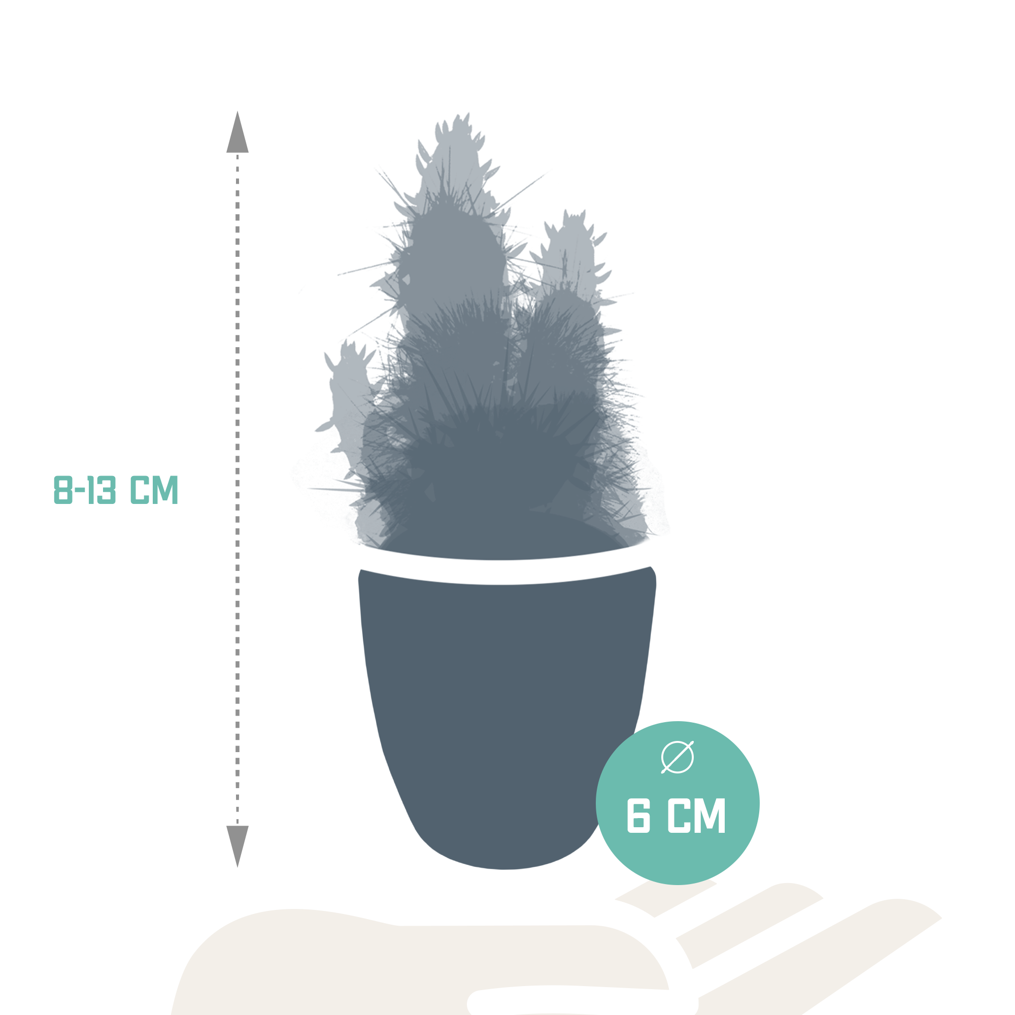 House of cactus Cactus mix 5.5 cm - 5x - in witte pot (8720618070104)