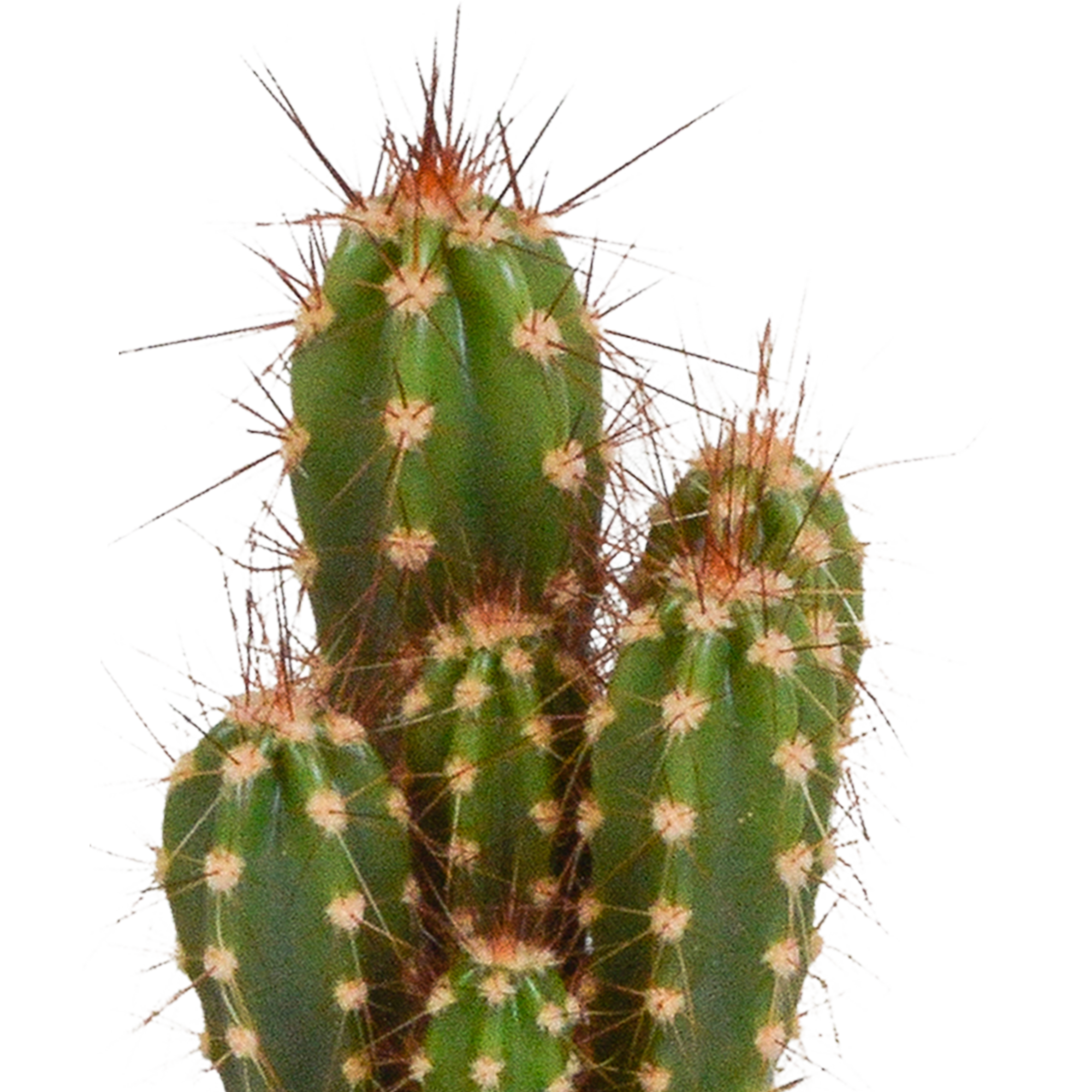 House of cactus Cactus mix 5.5 cm - 5x - in witte pot (8720618070104)
